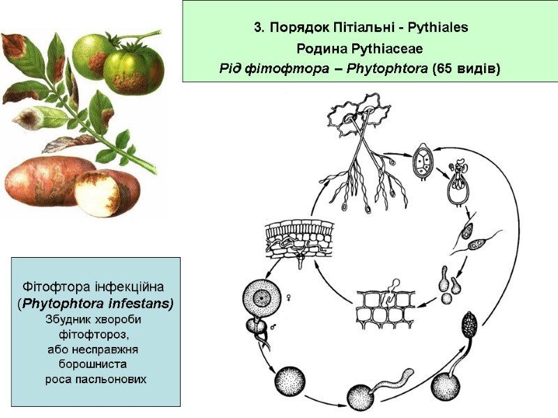 3. Порядок Пітіальні - Pythiales Родина Pythiaceae Рід фітофтора – Phytophtora (65 видів) Фітофтора